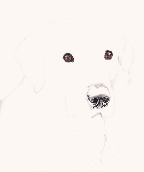 Black Lab portrait artist