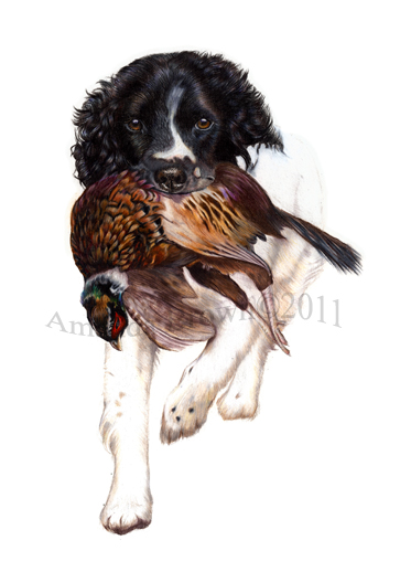 Branta Springer Spaniel with pheasant