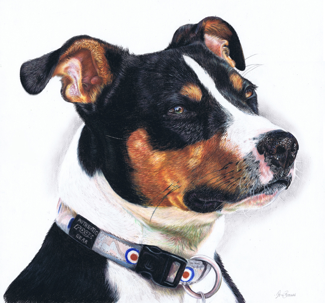 Dexter the staffordshire terrier