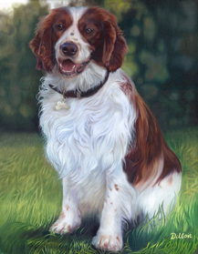 Dillon welsh spaniel