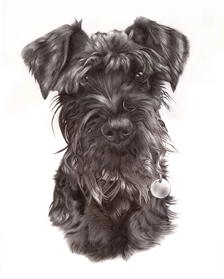 Izzy the schnauzer