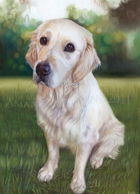 Golden Retriever Portraits