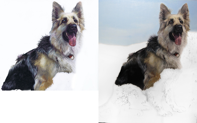 Maddie the germand shepherd