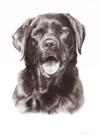 Momo pencil portrait