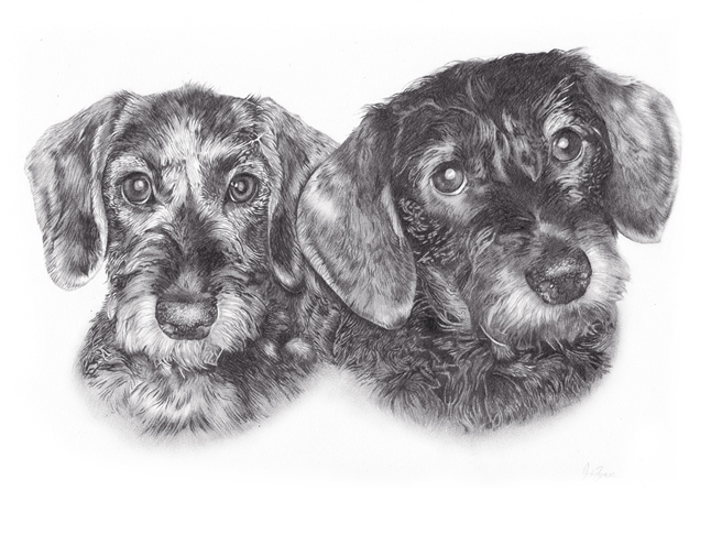 Final stage of dachshund portraits