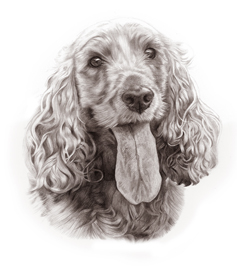 Golden Cocker Spaniel in Pencils