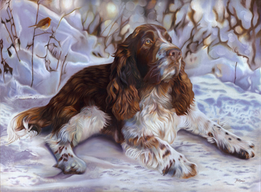 Rupert the springer spaniel