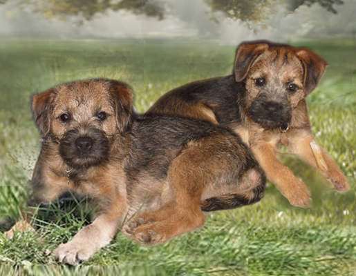 Tilly & Muzzy's design