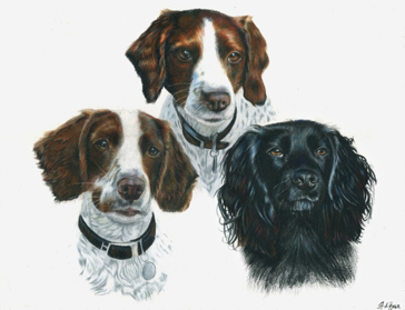 Triple dog portrait
