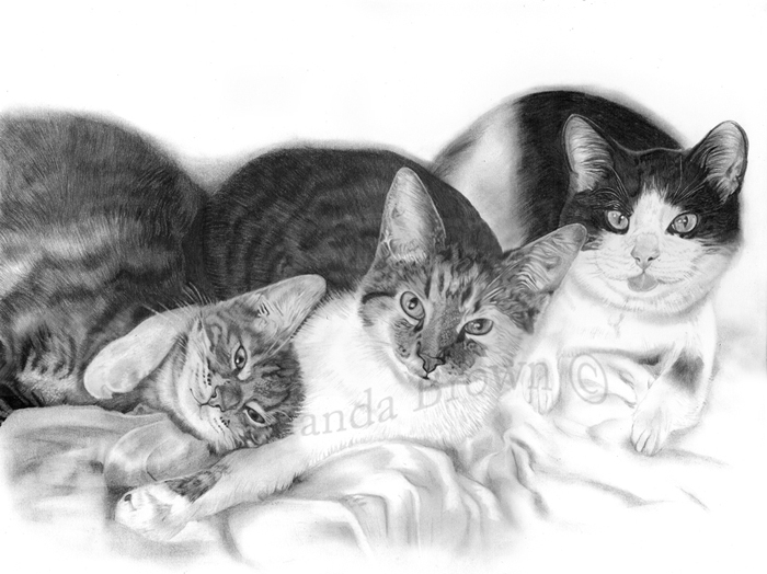 Cats drawings
