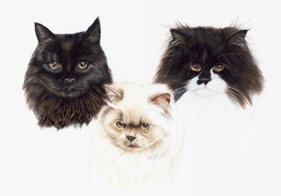 Cat portraits
