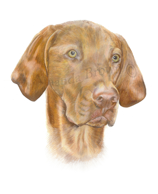 Vizsla portraits