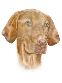 Benson vizsla