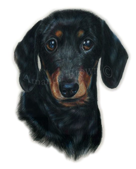 Dachshund