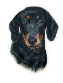 Dachshund portrait