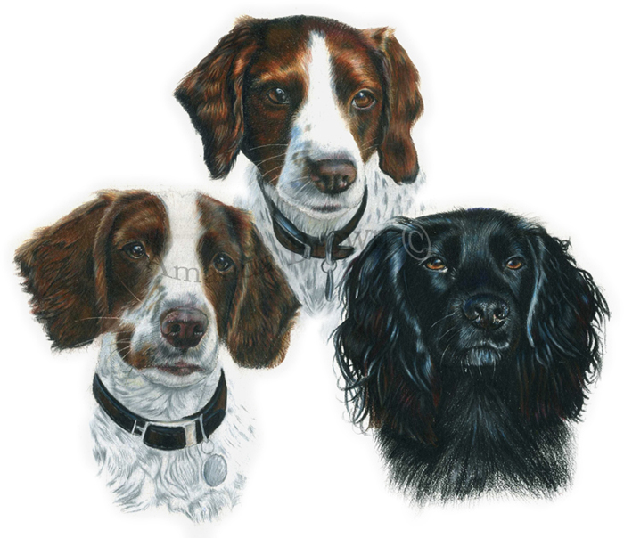 Daisy, Holly and Maddie