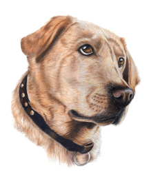 Emma in coloured pencils