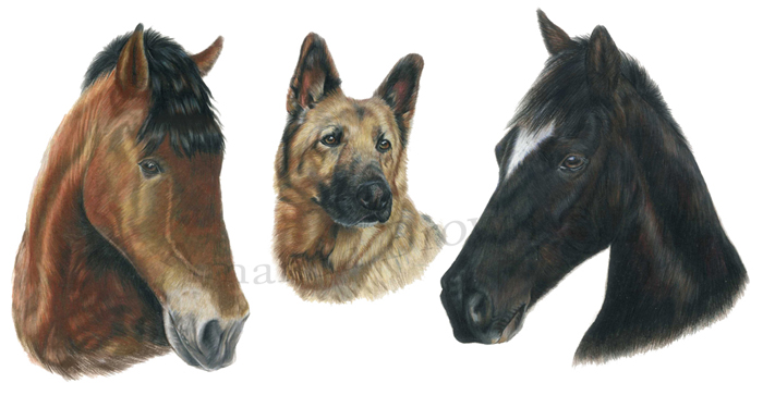 Bertie max and mattie colour pencils