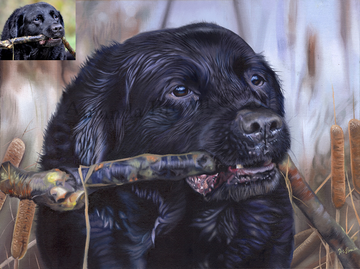 Frank the Black Labrador portraits