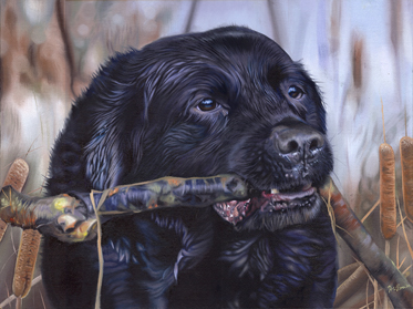 Frank black lab portrait