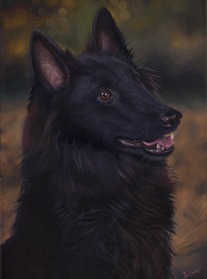 Griffin Belgiun shepherd