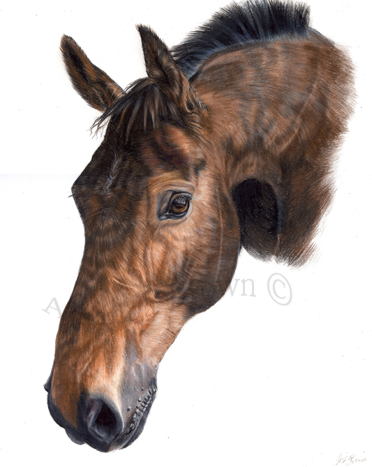 Harry horse portrait