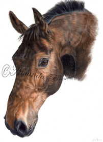 Harry horse portrait