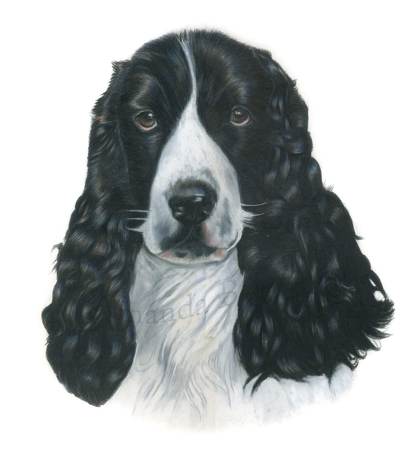 Henry Springer spaniel