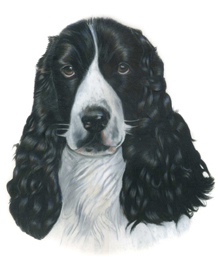 Henry Springer spaniel