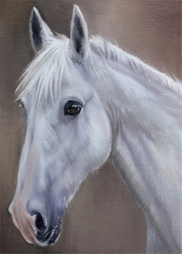 Horse portraits