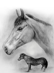 Horses in pencils