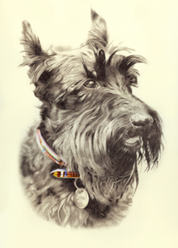 Jack the Scottie