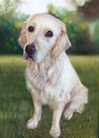 Golden Retriever