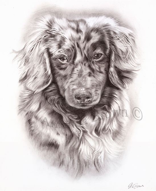 Lump dachshund portraits