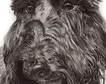 Highly detailed pencil drawings