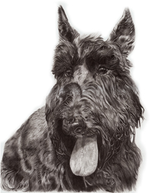 Molly the Scottie