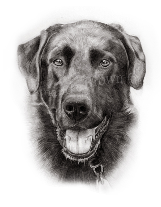 Murphy pencil drawing