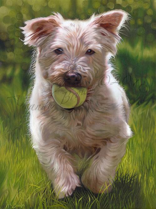 Glen of Imaal Terrier