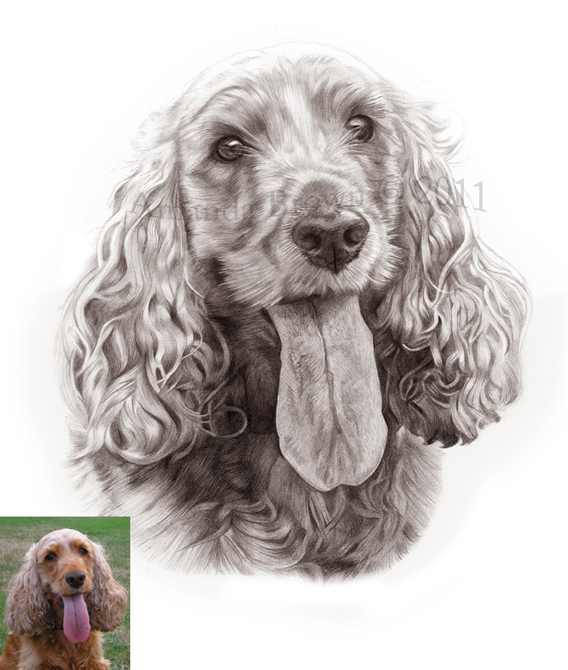 Rosie Golden Cocker Pictures