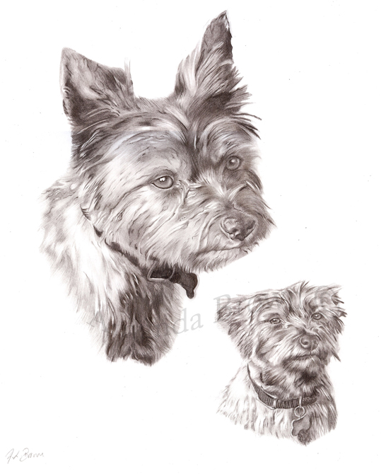 Sheena yorkie picture