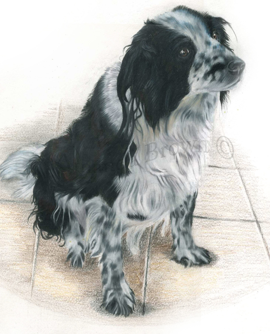 Sid spaniel