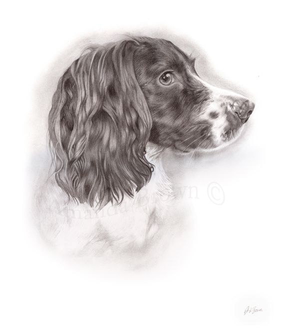 Tia dog drawing