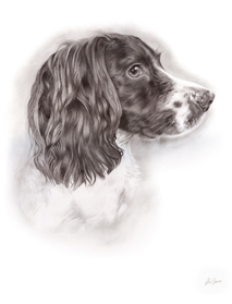 Tia spaniel portrait