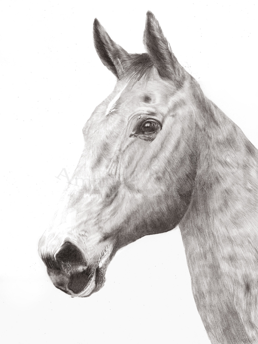 Tiny horse drawing