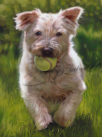 Toby westie portrait