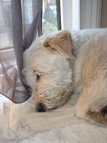 Toby snoozing in the studio