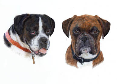 Sophie & Billy boxer portrait