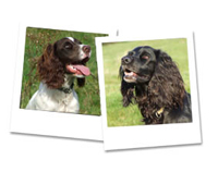 Spaniel photos
